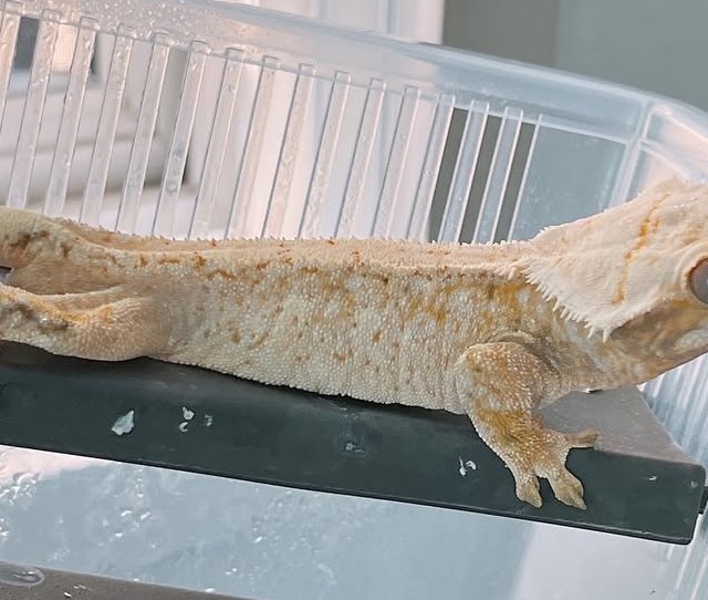 트라이 드리피 화이트스팟