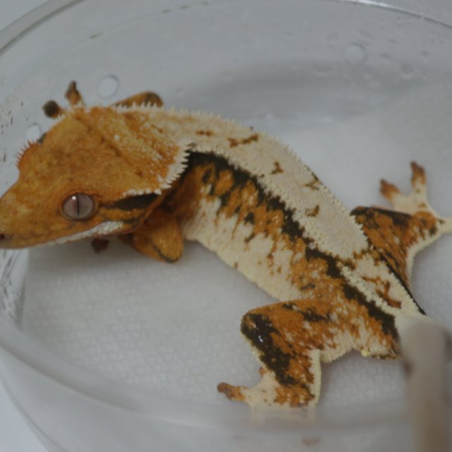 트라이 쿼드 화이트스팟 텐저린