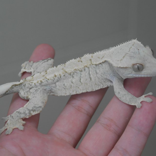 노멀 드리피 화이트스팟