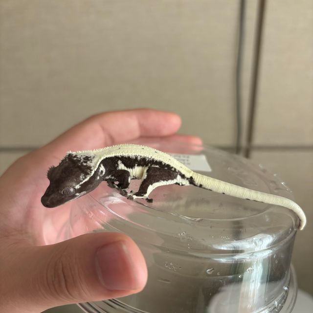 릴잔틱
