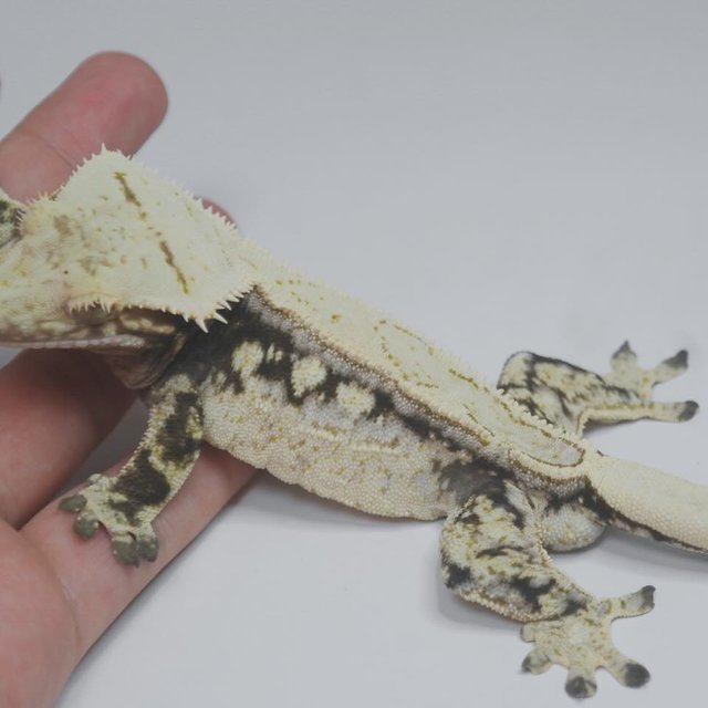 드리피 화이트스팟 쿼드