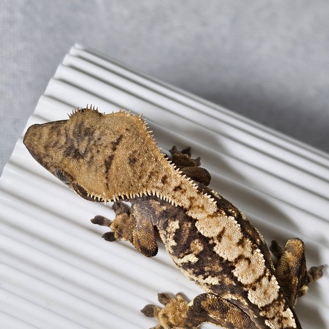 텐저린 트라이 익스트림할리퀸