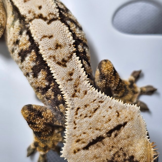 익스트림할리퀸 크림