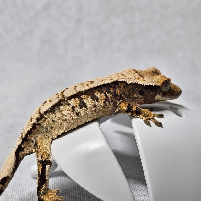 익스트림할리퀸 크림