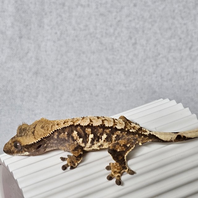 텐저린 트라이 익스트림할리퀸