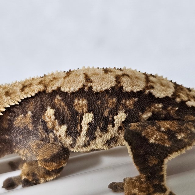 텐저린 트라이 익스트림할리퀸