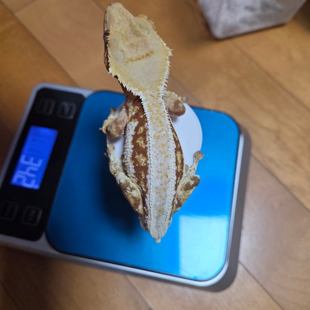 릴리화이트 레드