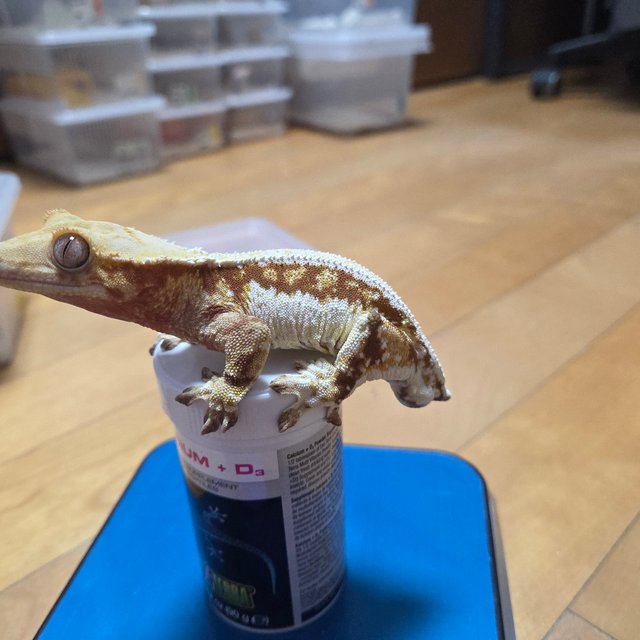 릴리화이트 레드