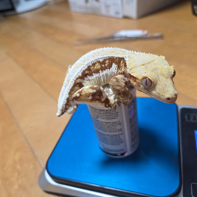 릴리화이트 레드