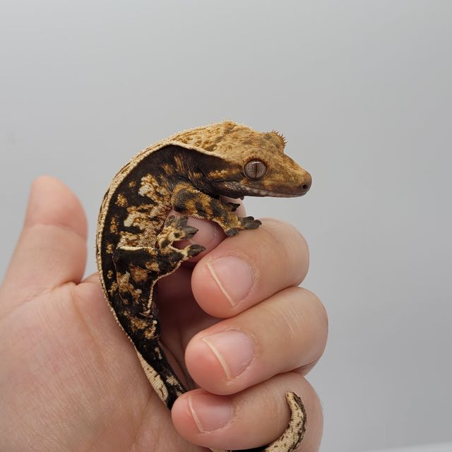 트라이