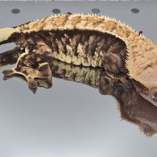 노멀 트라이 텐저린