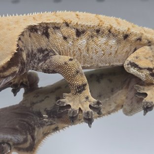 노멀 트라이 드리피