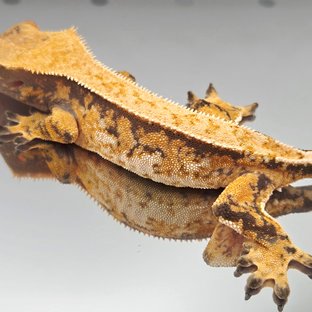 노멀 트라이 텐저린