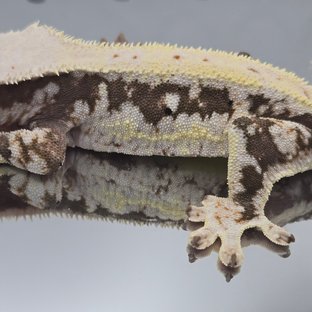 릴리100%헷아잔틱