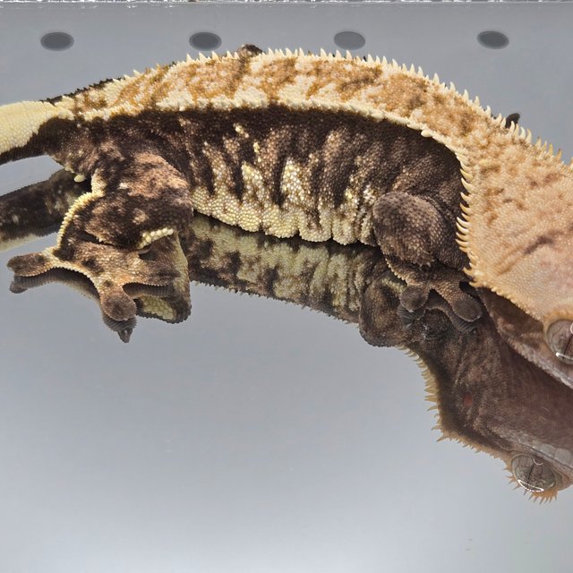 노멀 트라이 텐저린