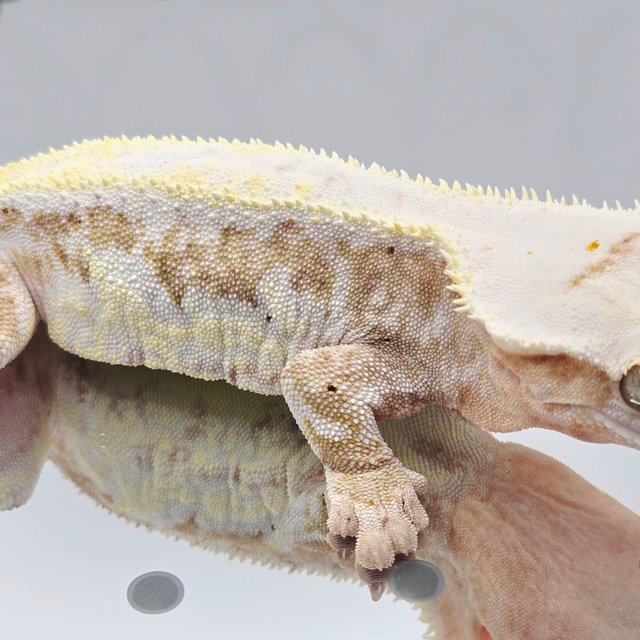 릴리화이트 크림시클