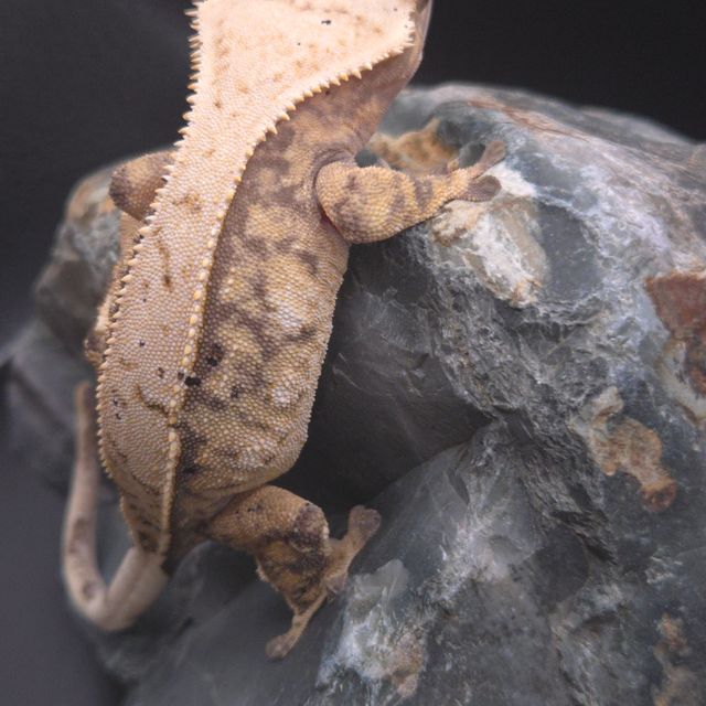 노멀 풀핀 트라이