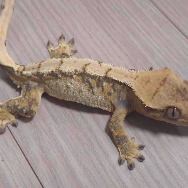 노멀 트라이 화이트스팟