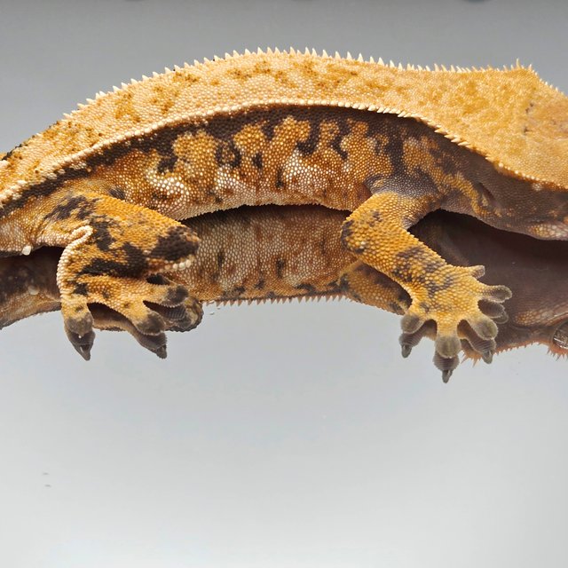 노멀 트라이 텐저린