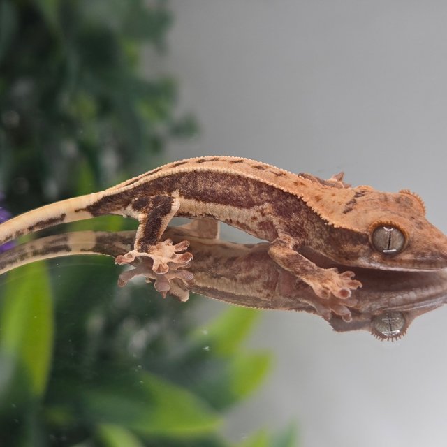 릴리100%헷아잔틱