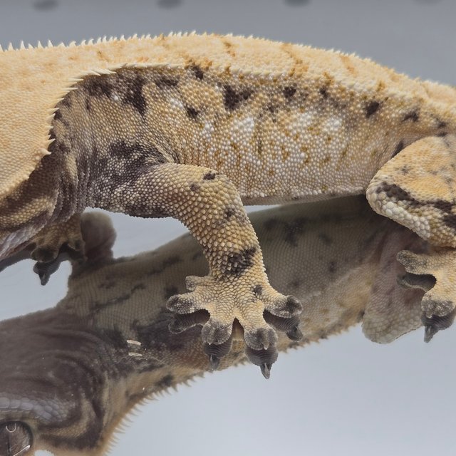 노멀 트라이 드리피