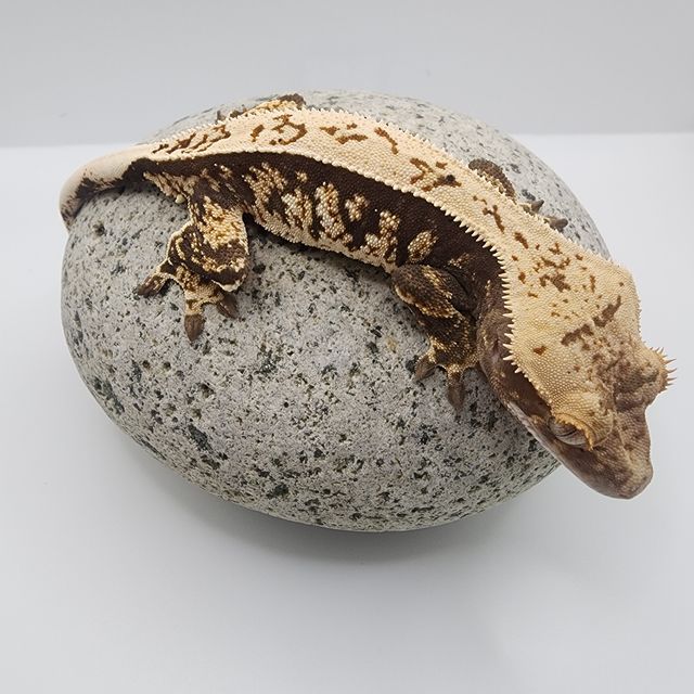 아잔틱