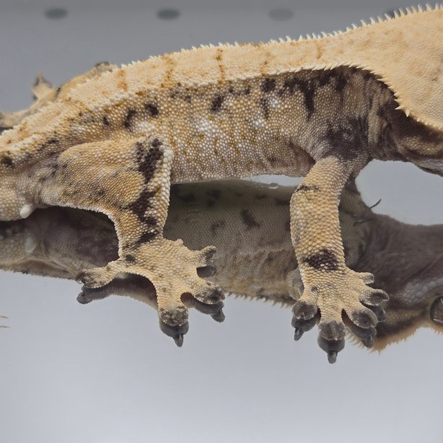 노멀 트라이 드리피