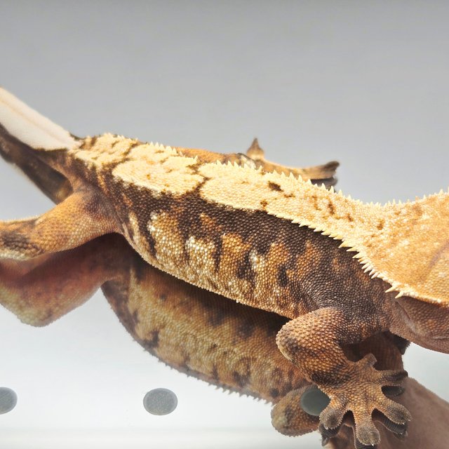 노멀 트라이 텐저린