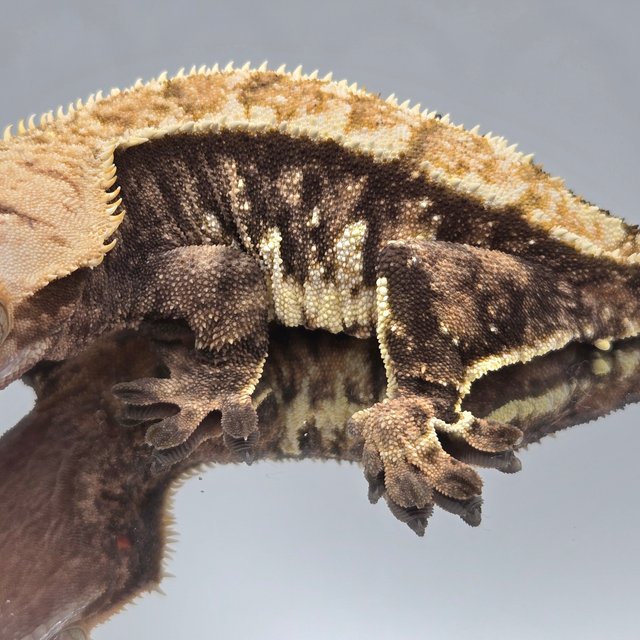 노멀 트라이 텐저린