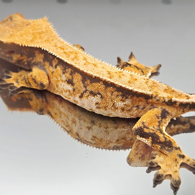 노멀 트라이 텐저린