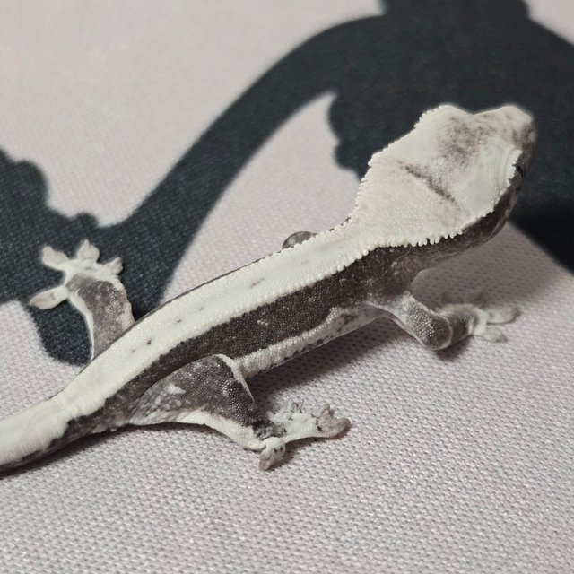 릴잔틱 화이트스팟