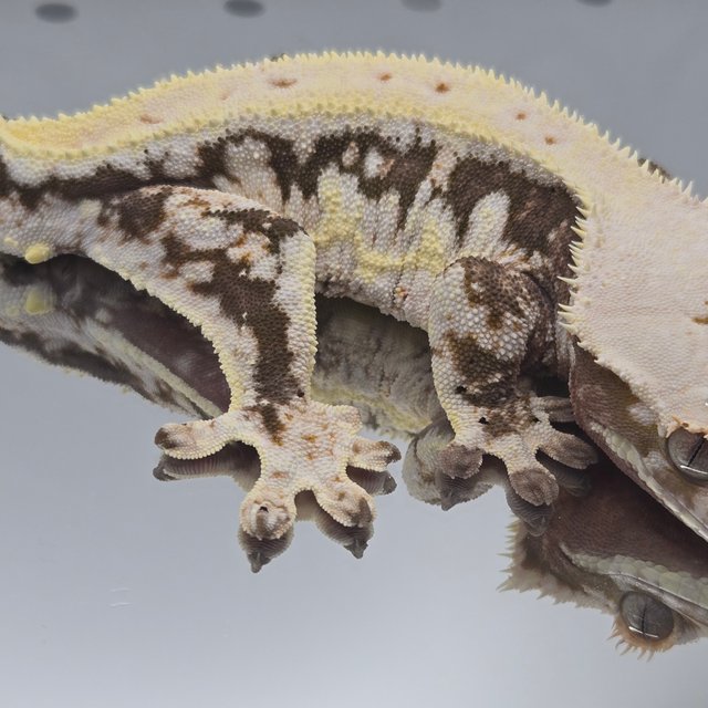 릴리100%헷아잔틱