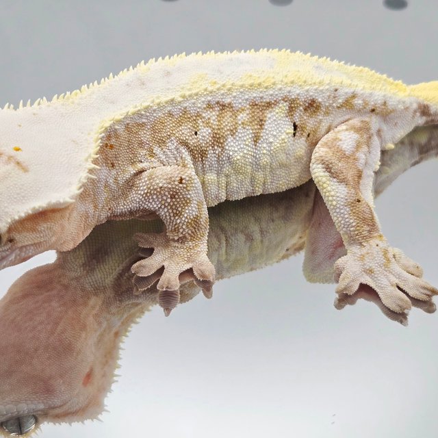 릴리화이트 크림시클