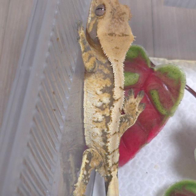 노멀 트라이 화이트스팟