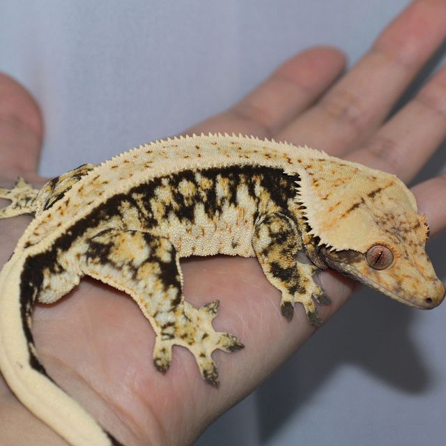 트라이