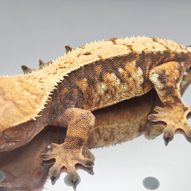 노멀 트라이 텐저린