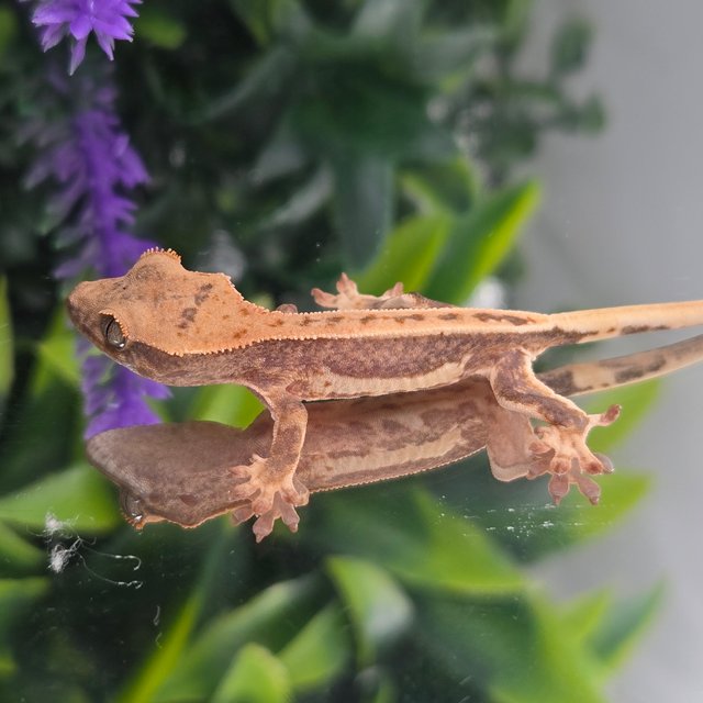 릴리100%헷아잔틱