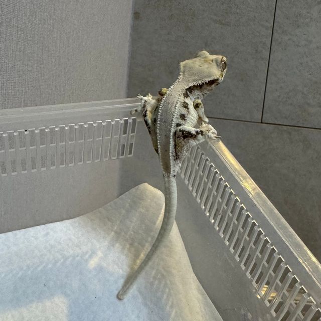 릴리화이트