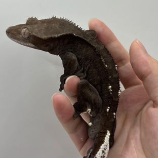 아잔틱