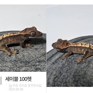 세이블 100%헷아잔틱
