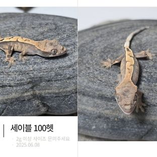 세이블 100%헷아잔틱