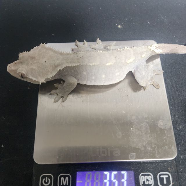 아잔틱
