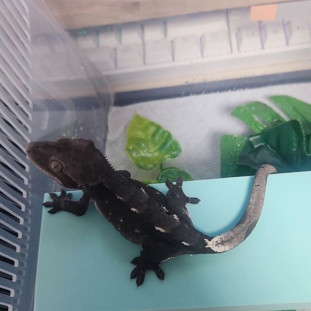 아잔틱