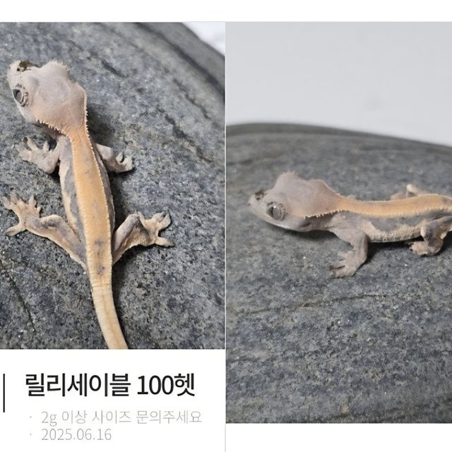 릴리 세이블 100%헷아잔틱