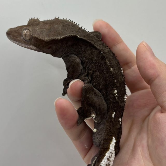 아잔틱