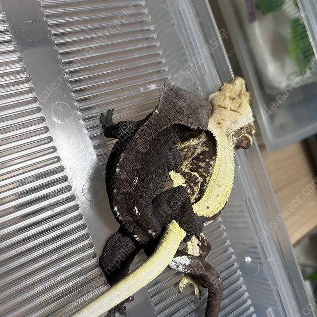 아잔틱