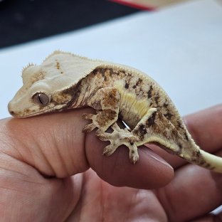 Pepper 6B