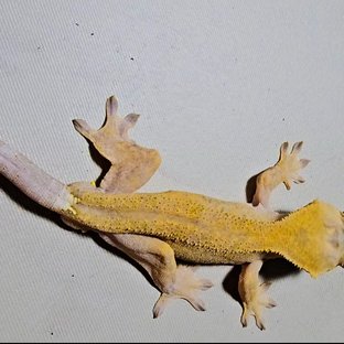 하이포 카푸치노