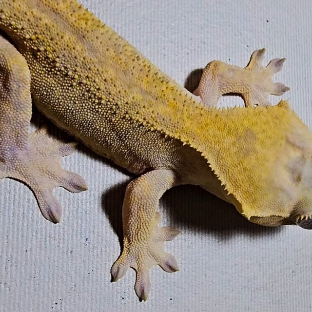 하이포 카푸치노