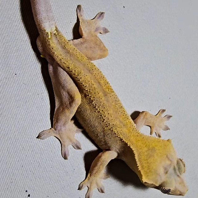 하이포 카푸치노